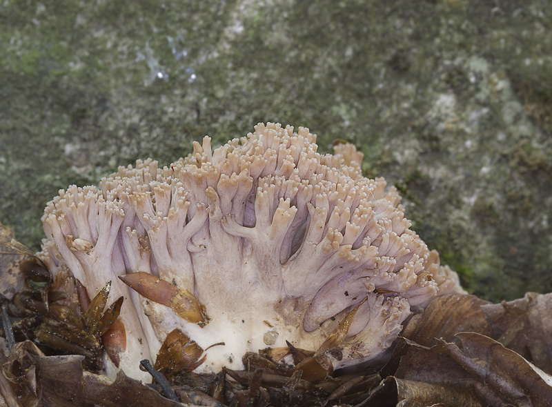 Ramaria spinulosa